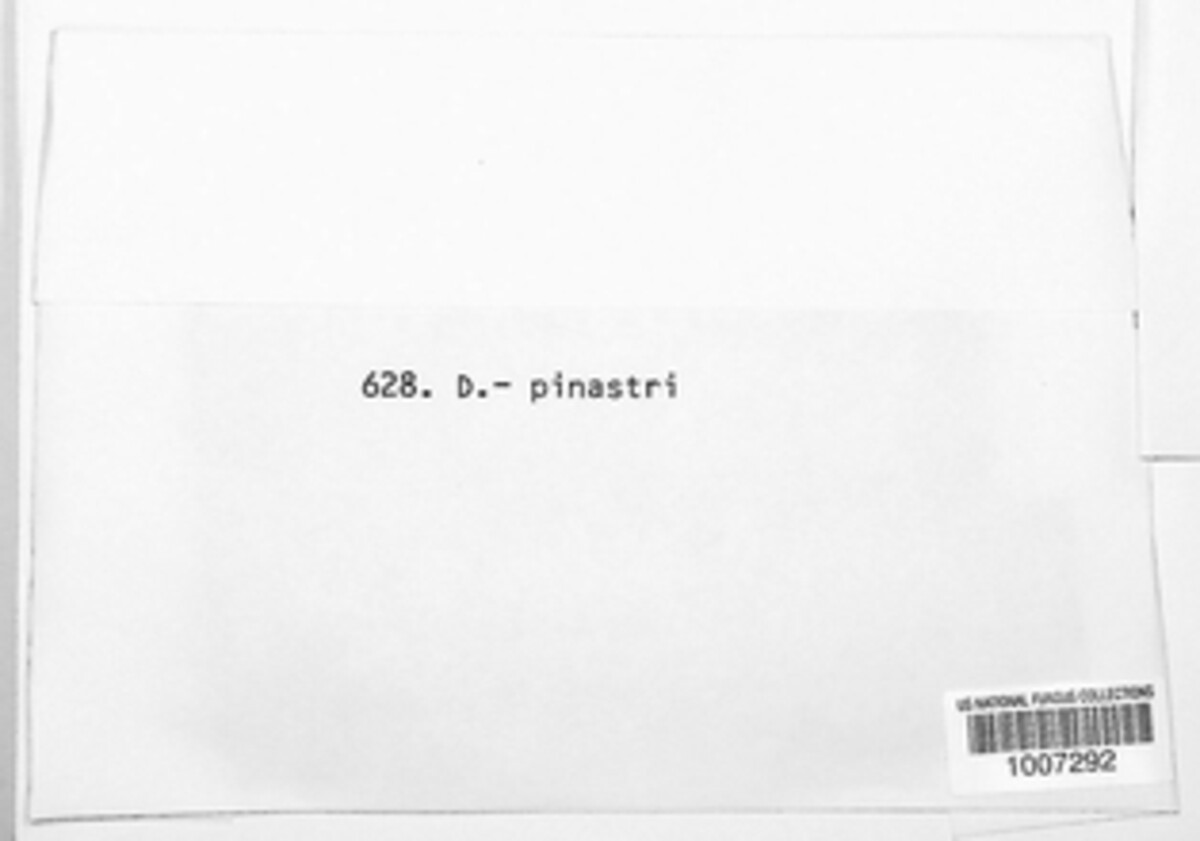 Tryblidiopsis pinastri image